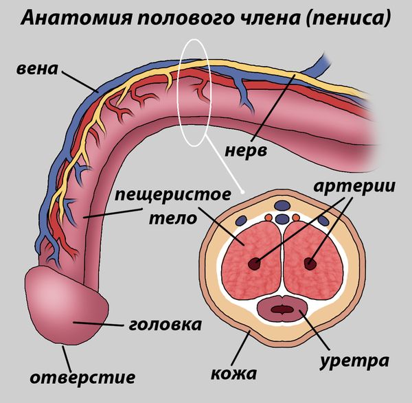 Строение мужской половой системы и таза: иллюстрации с надписями | e-Anatomy