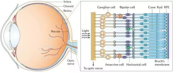Слои сетчатки глаза и их строение