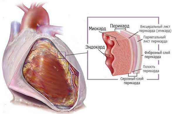 Структура стенки сердца