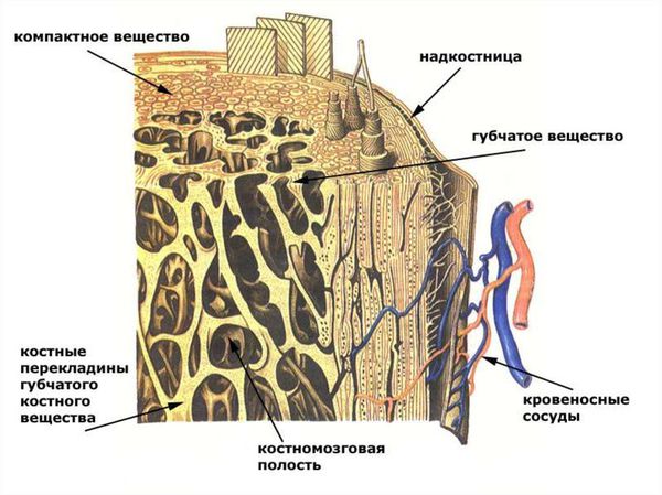 Анатомия среза челюстной кости