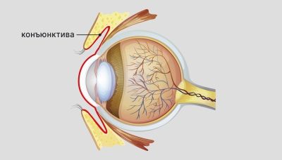 Конъюнктива