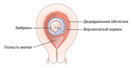 Полип женских половых органов