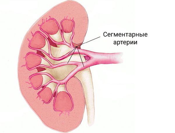 Сегментарная артерия [29]