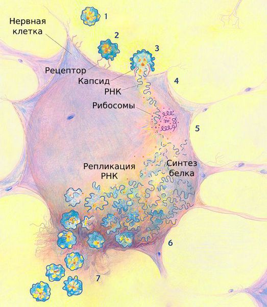 Репликация вируса в нервной клетке