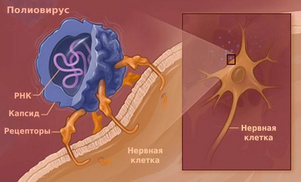 Вирус полиомиелита: строение и механизм прикрепления к нервной клетке