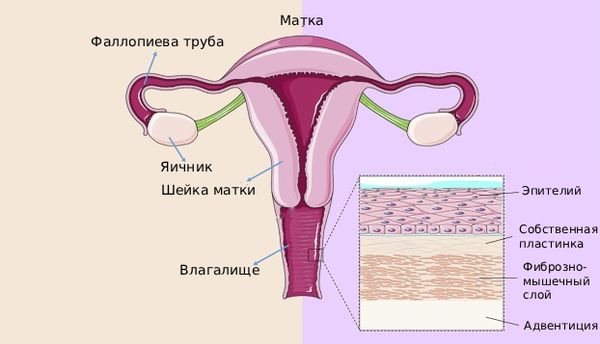Строение стенки влагалища (расположение эпителия) [30]