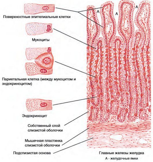 Клетки слизистой оболочки желудка