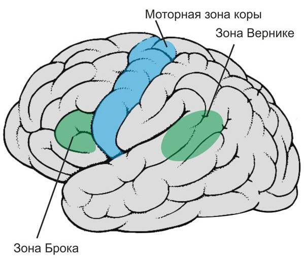 Речевые зоны головного мозга Речевые зоны головного мозга