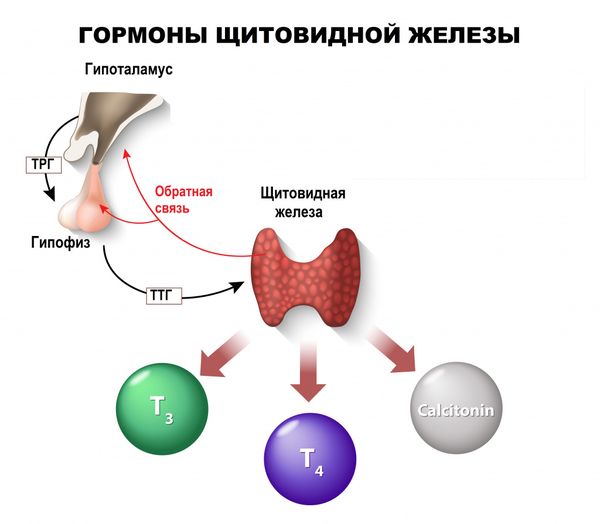 Лечение гипертиреоза в Москве в Клинике Фомина