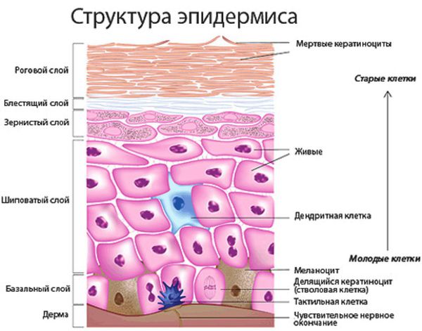 struktura epidermisa s