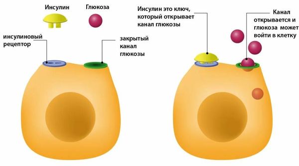 Действие инсулина в норме