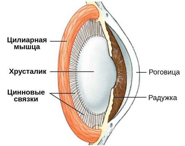 Структурные части аккомодации