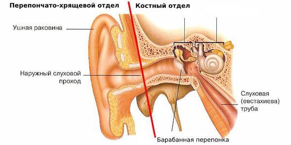Отделы наружного слухового канала