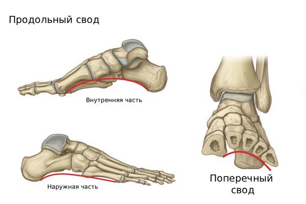 Своды стопы