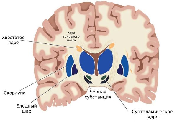 Строение мозга