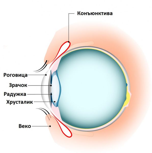 Строение глаза Строение глаза