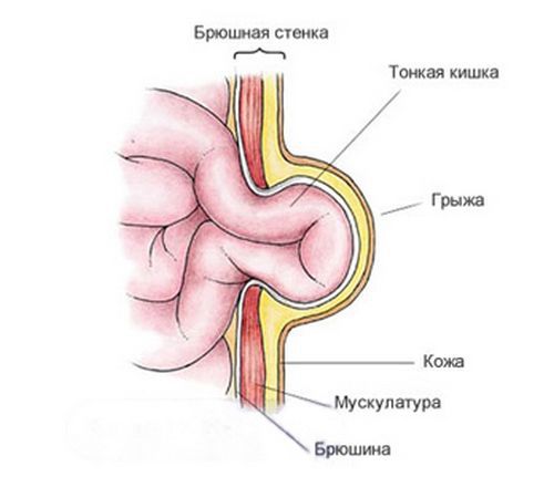 anatomiya pupochnoy gryzhi s