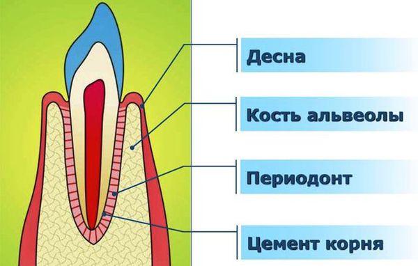 Периодонт и кость альвеолы