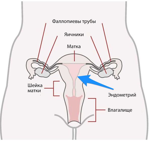 Анатомия женской репродуктивной системы