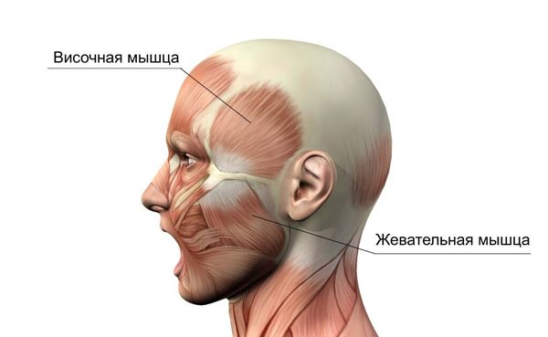 Жевательная мышца Жевательная мышца