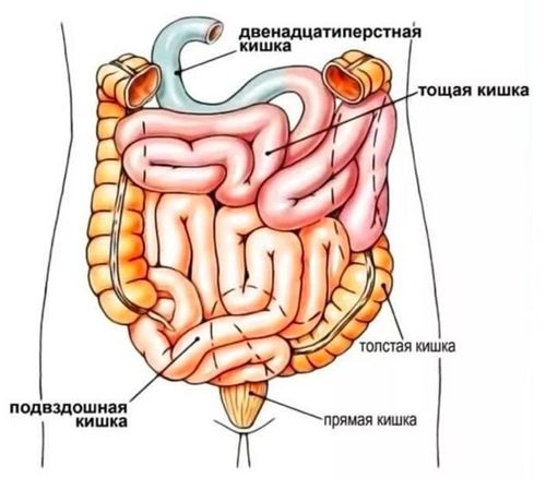 Отделы тонкой кишки