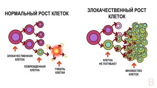 Нормальный и злокачественный рост клеток