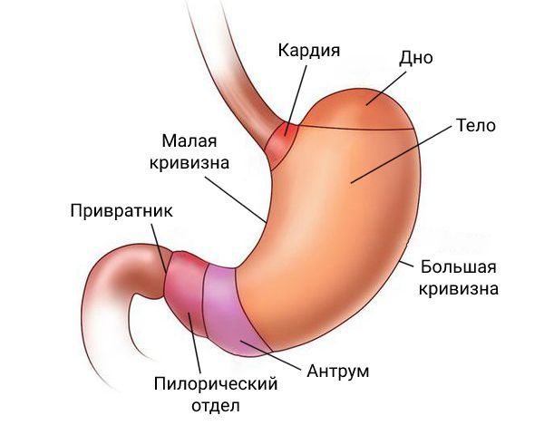 Разные отделы желудка