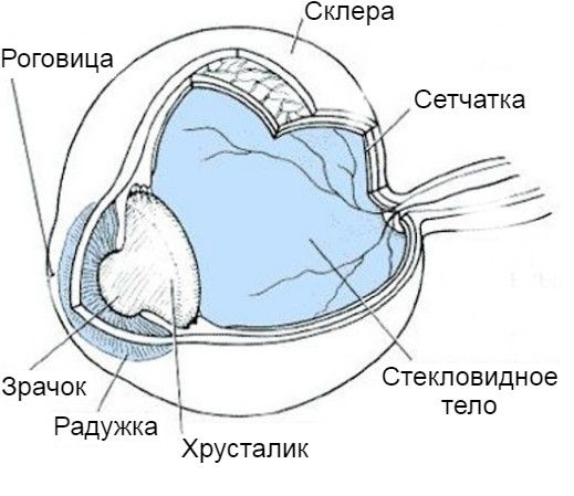 Строение глаза Строение глаза