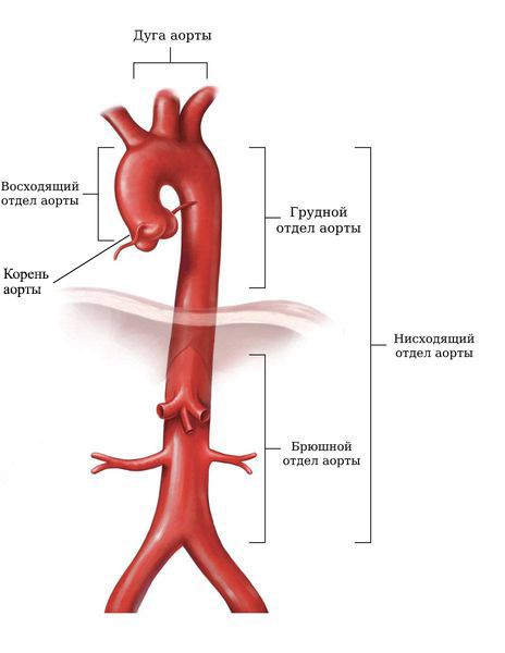 Где образуется аневризма аорты?