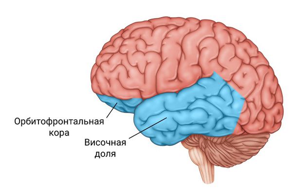 Отделы мозга, связанные с расстройством поведения [23][24]