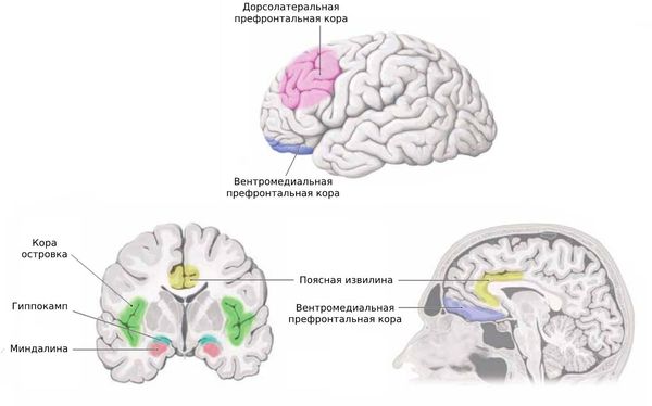 Анатомический субстрат эмоций, поведения и вегетативной регуляции