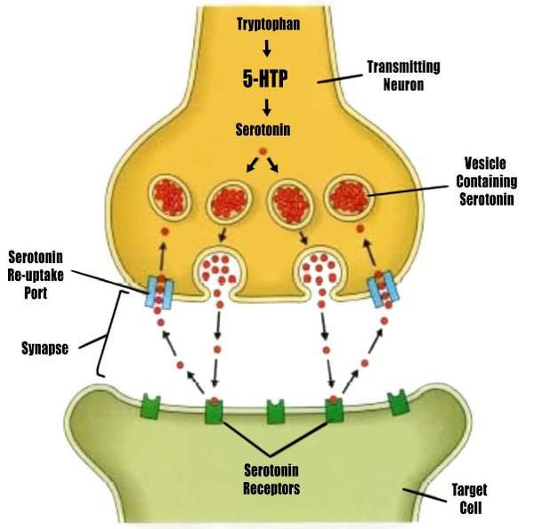Серотонинергический нейрон и рецептор