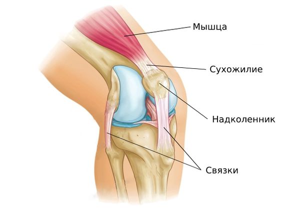 Связки, сухожилия и мышцы коленного сустава