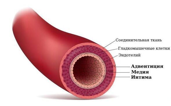 Вопросы ангиохирургу