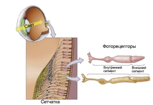 Сегменты фоторецепторов