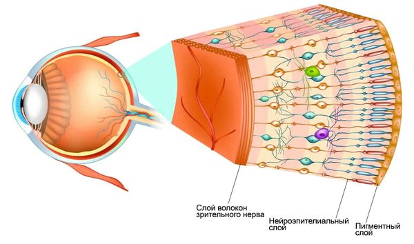 Слои сетчатки
