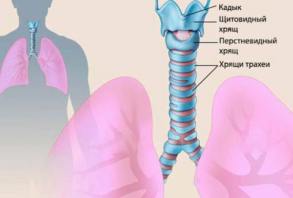 Хрящи гортани и трахеи Хрящи гортани и трахеи