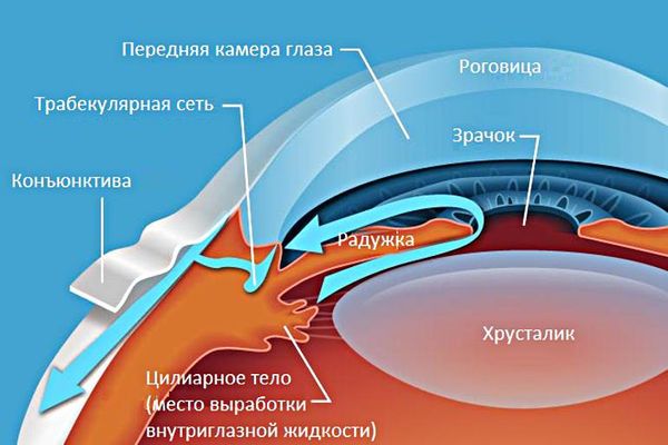 Расположение радужной оболочки и цилиарного тело глаза