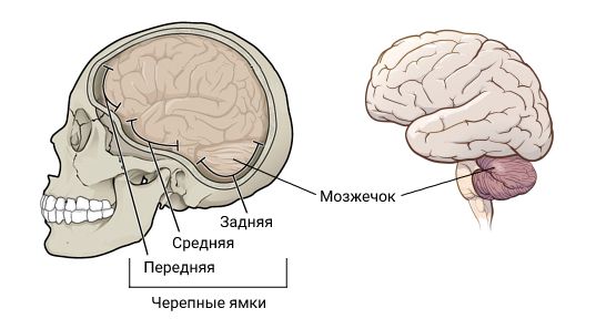 Мозжечок и черепные ямки