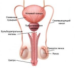 Қыздармен секс видео