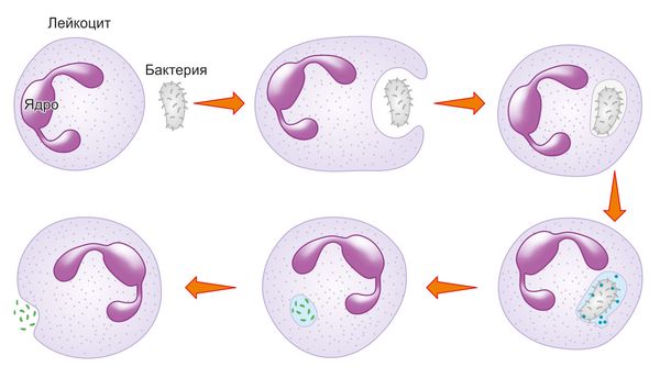 Борьба организма с чужеродными агентами