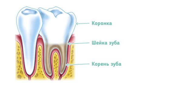 Обнажение ретинированного зуба