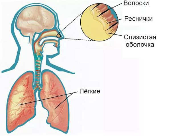 Прозрачные сопли и температура чем лечить