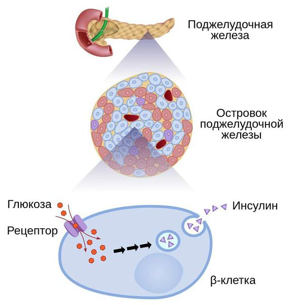 Принцип работы β-клеток поджелудочной железы