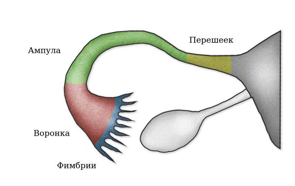 Фимбрии маточных труб