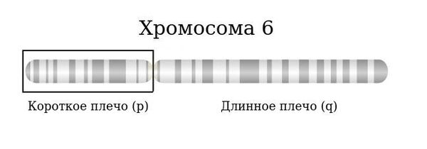 Короткое плечо хромосомы 6