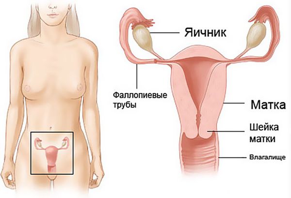 Репродуктивная система у женщин