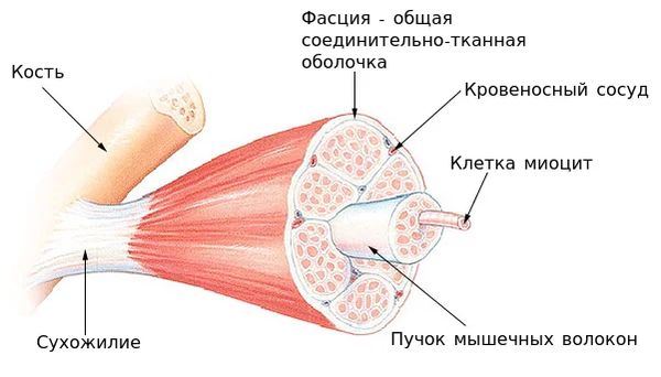 Миоцит