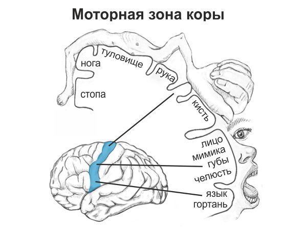 Моторная неловкость у детей