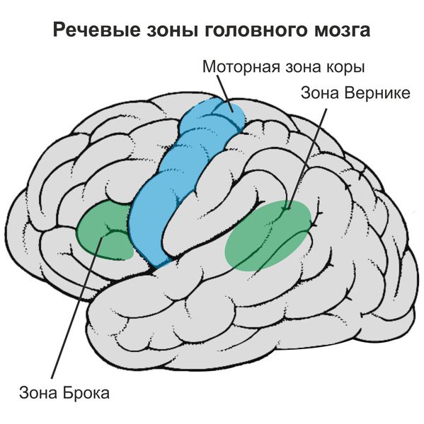 Речевые зоны головного мозга